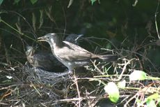 Amsel-9-Tag-Fütterung-9.jpg